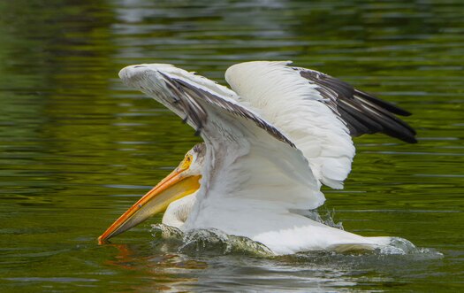 White pelican with its wings stretched out