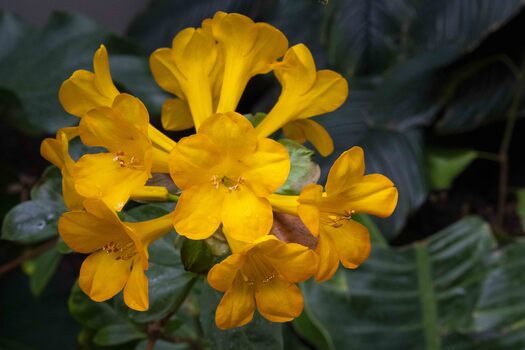 Cluster of yellow flowers