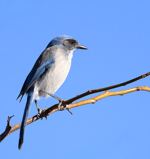 Scrub jay perched on a thin branch