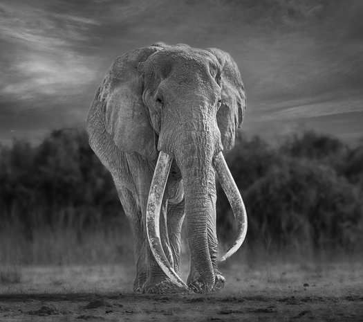 Large elephant with very long tusks