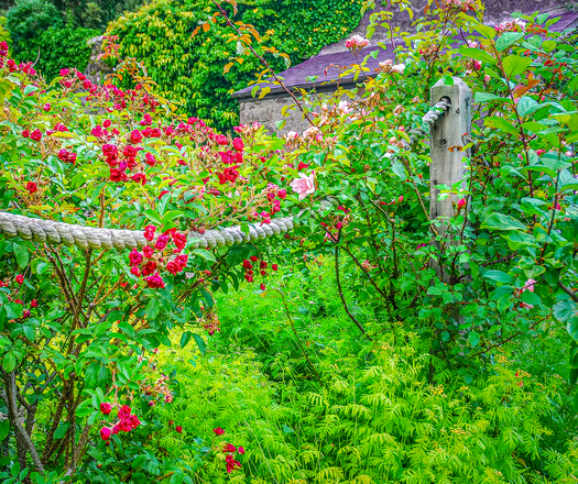 Small red flowers surrounded by greedn vegitation