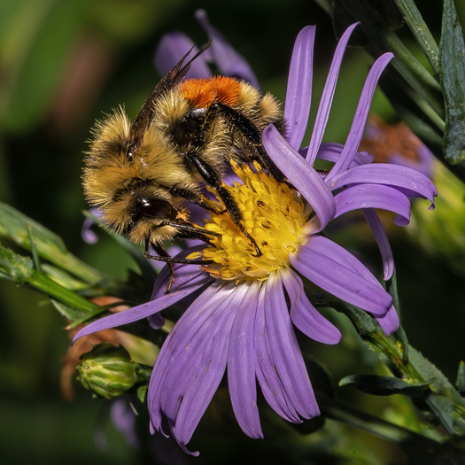 Bumble bee on a composite flower with lavendar petals and a yellow center