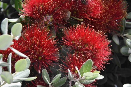Red flowers with thin petals