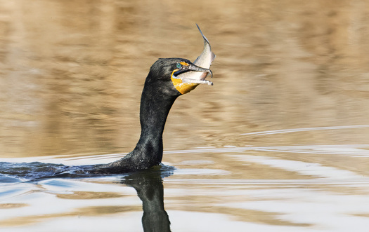 Double-cested cormorant attempting to swallow a large fish