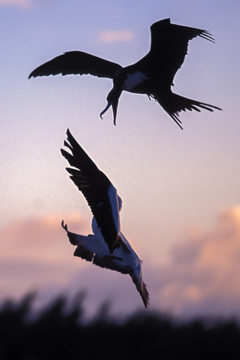 Fighting birds