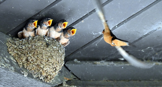 Baby swallows with open mouths as a parent approaches ith food