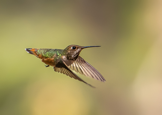 Flying Hummingbird