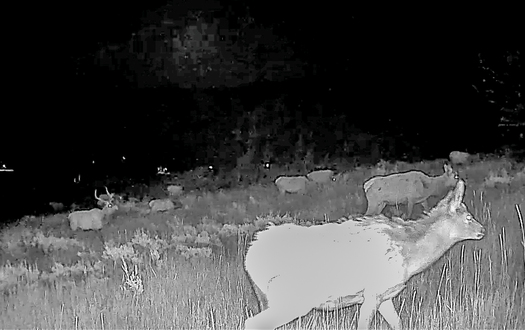 Elk hercd at night