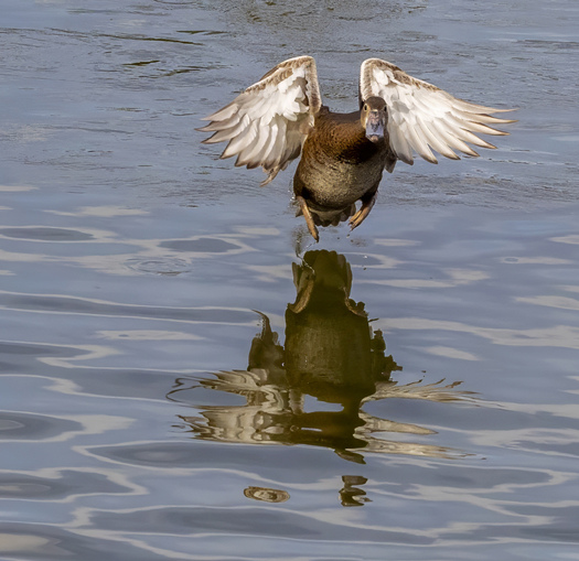 Duck flying toward the camera