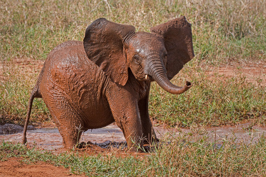 Baby elephant covered with mud