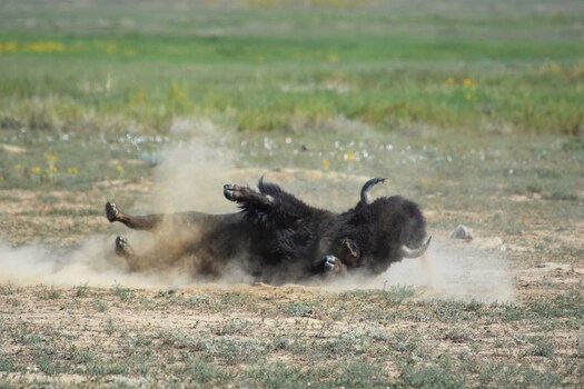 Bison ralling in dust