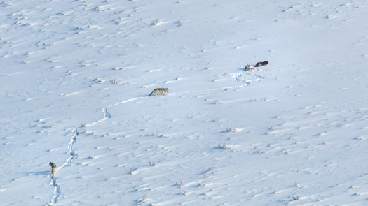 Wolves climbing up a hill covered in deep snow