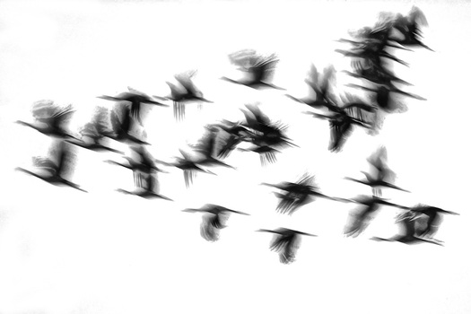 High-key photo of a flying group of cranes